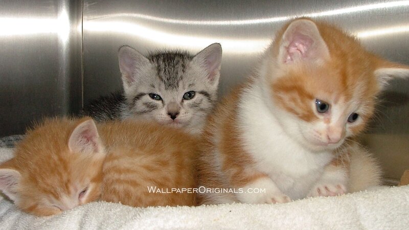 Three Kittens in a Container