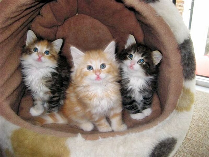 three kittens in a cozy bed