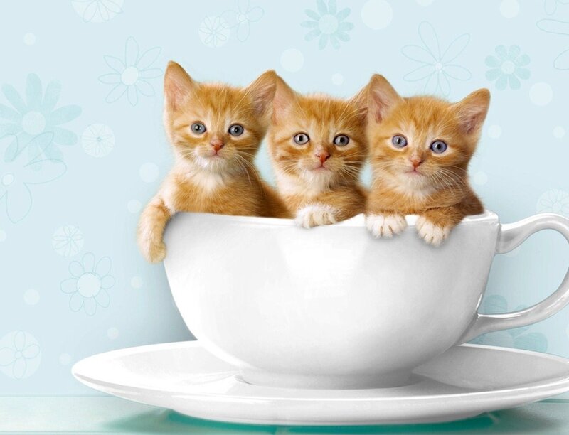 Three Kittens in a Cup