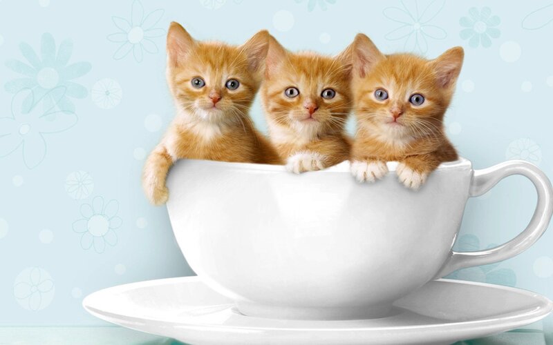 Three Kittens in a Cup — White, Cute, Photograph