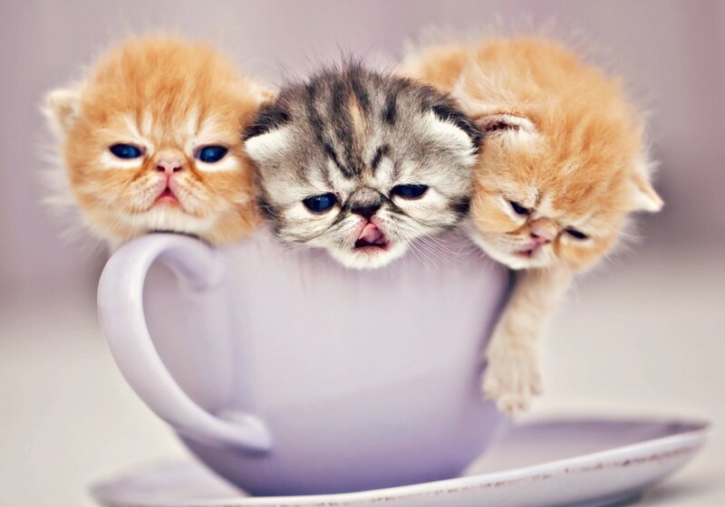 Three Kittens in a Cup — White, Cute