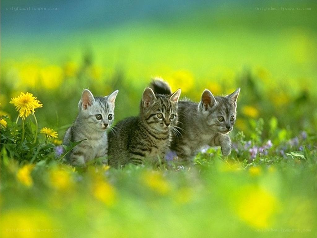 Three kittens in a flower field