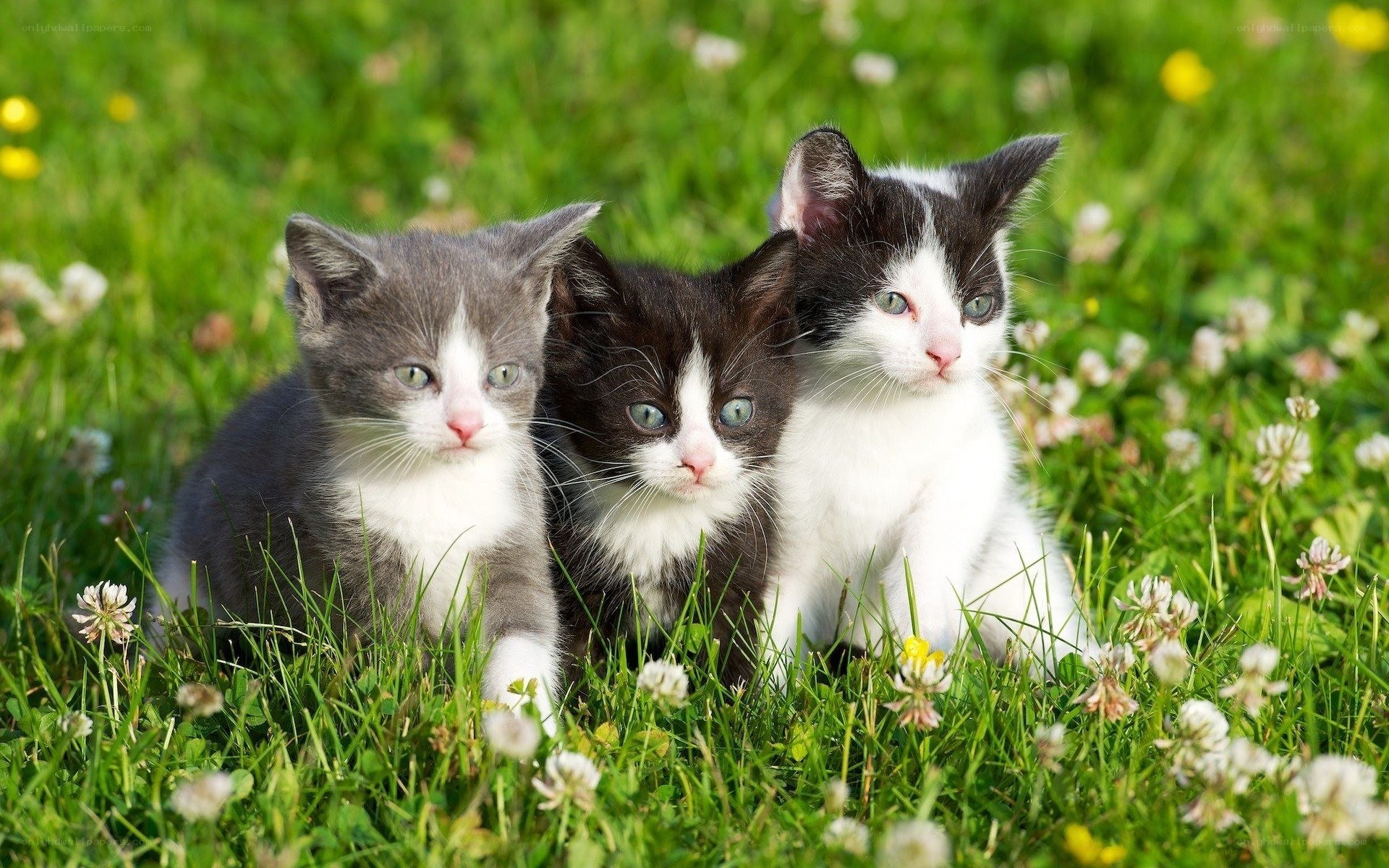 Three kittens in a grassy field