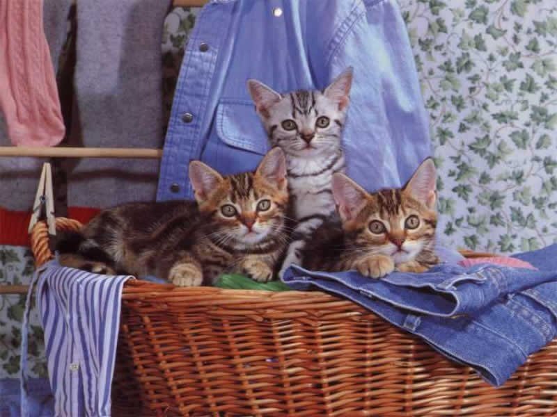 Three kittens in a laundry basket