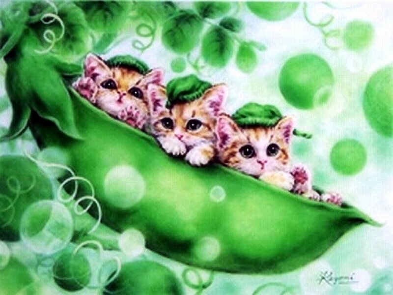 Three Kittens in a Pod