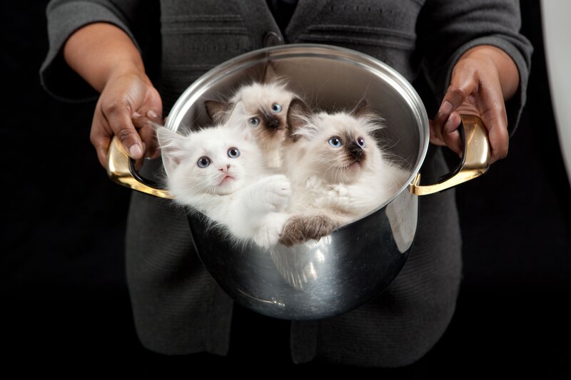 Three Kittens in a Pot — Black