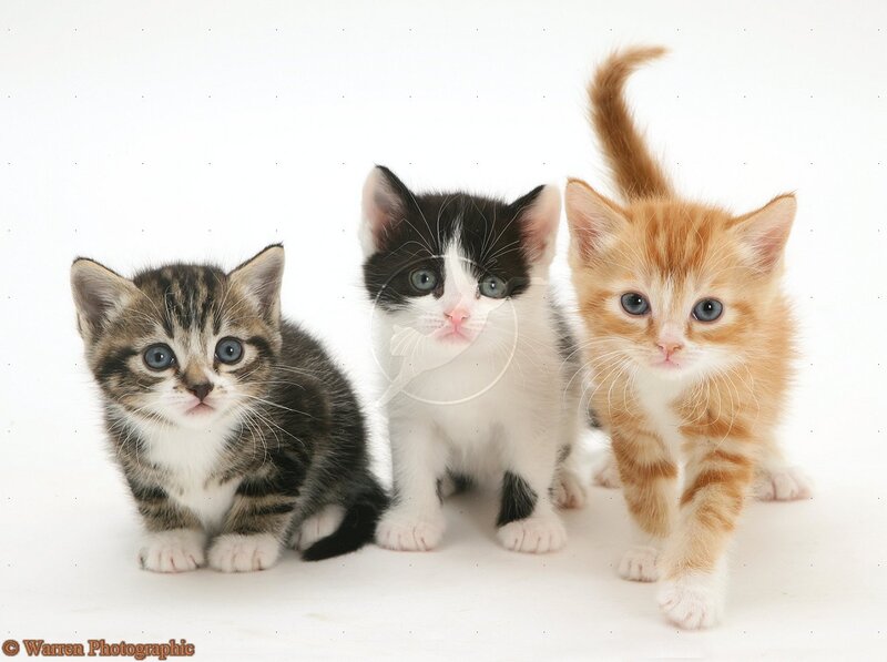 Three Kittens in a Row — White