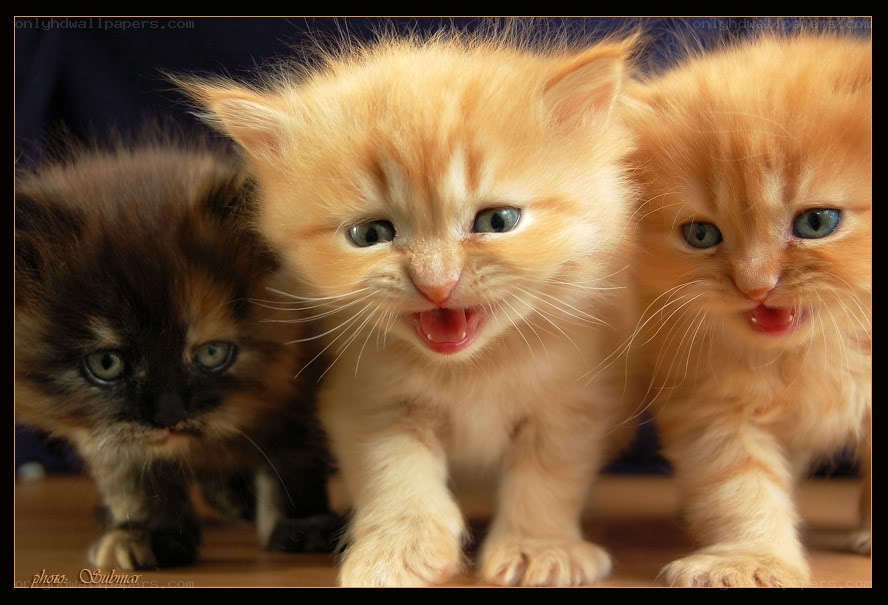 Three kittens in a row