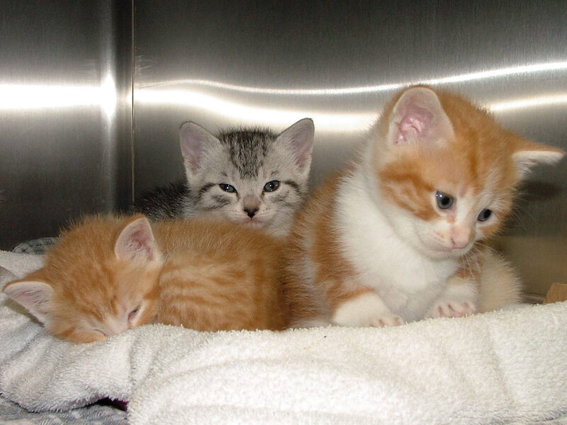 Three kittens in a shelter