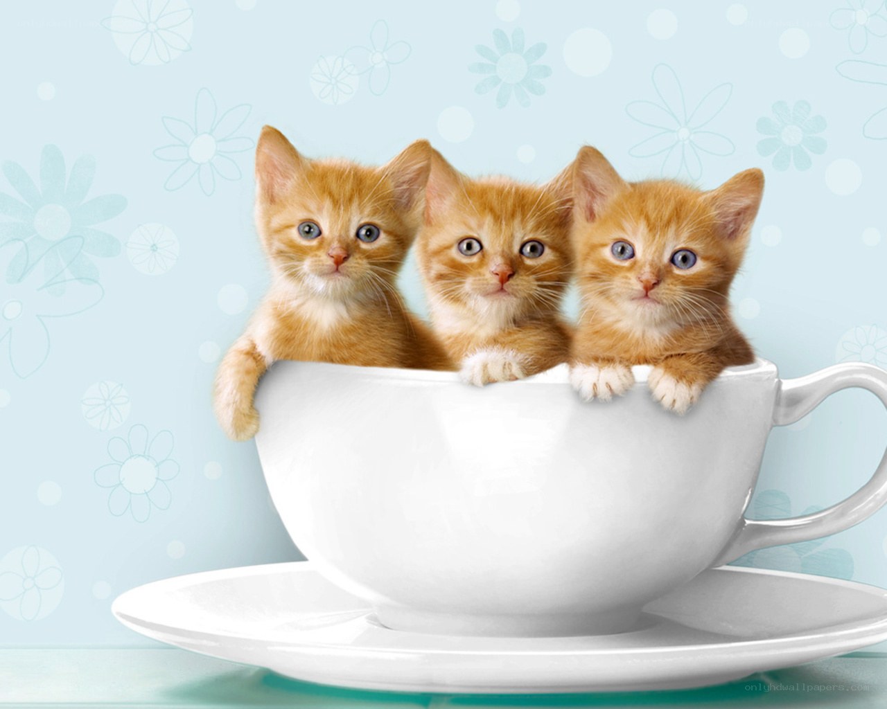 Three kittens in a teacup
