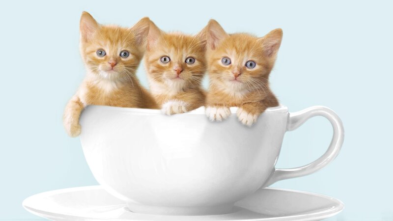 three kittens in a teacup