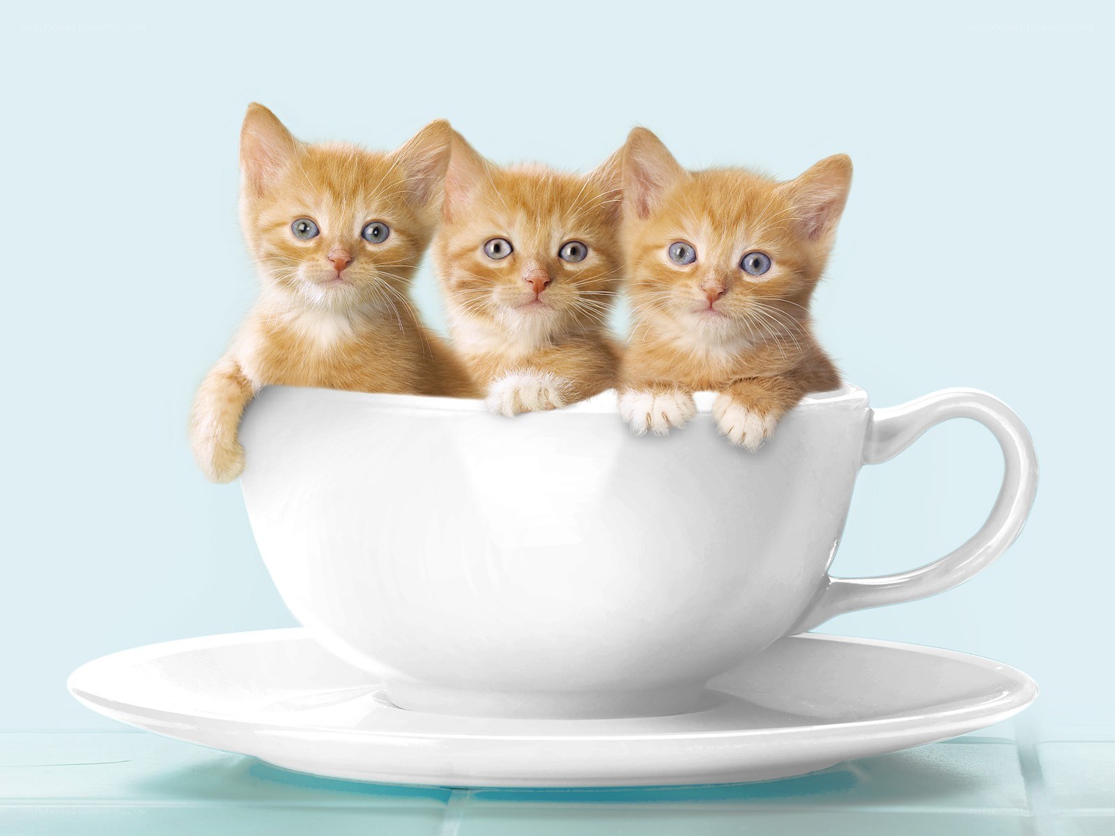 three kittens in a teacup