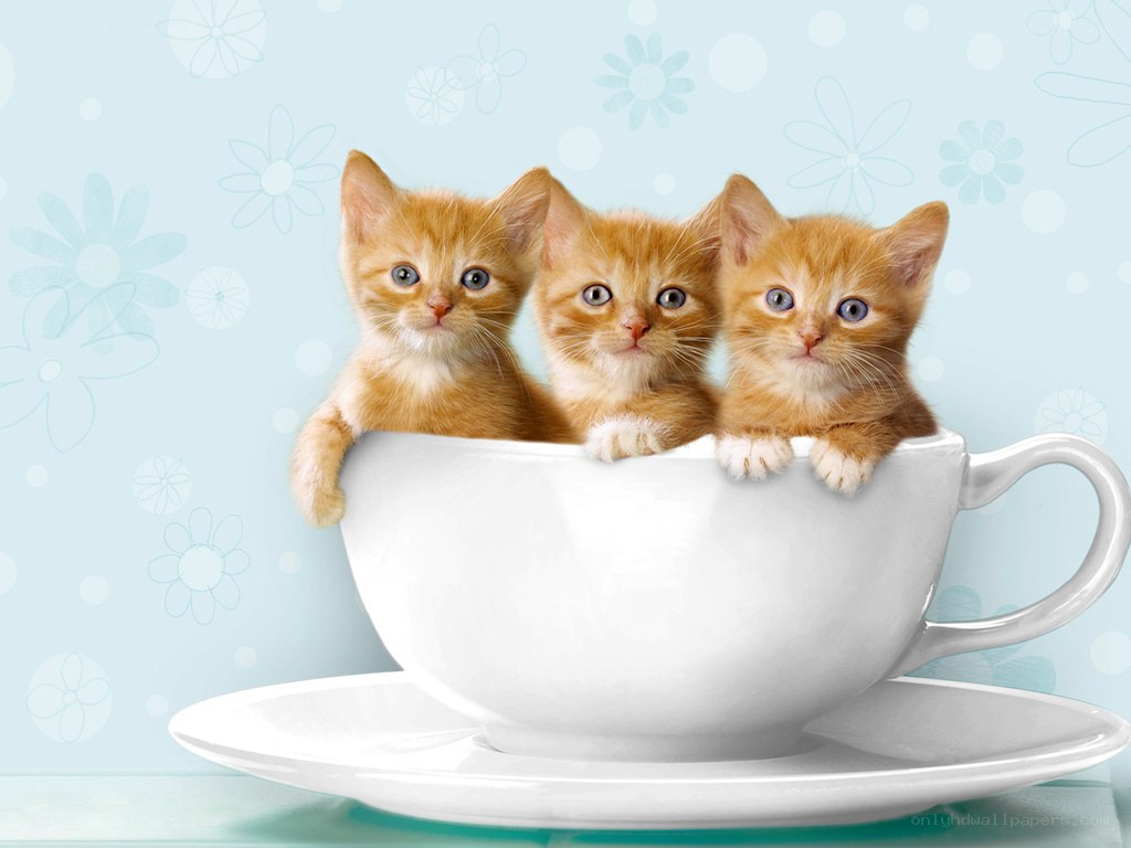 three kittens in a teacup