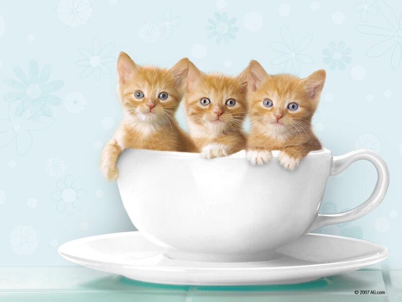 Three kittens in a teacup