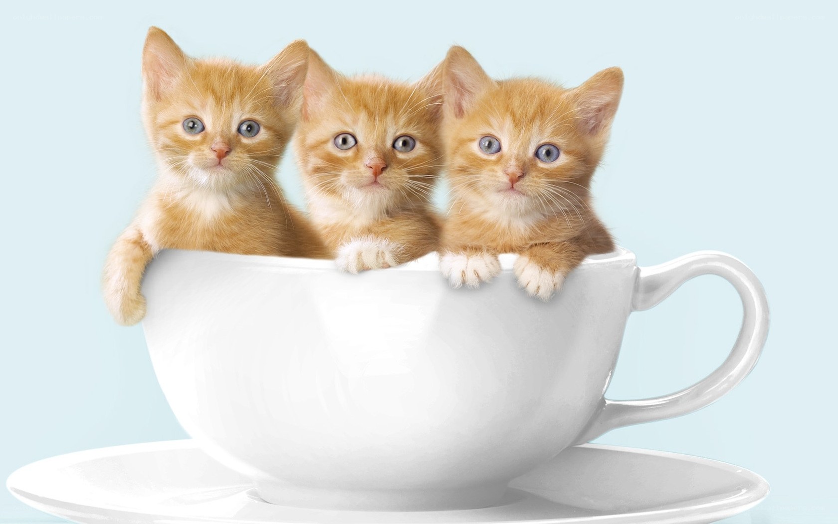 Three kittens in a teacup