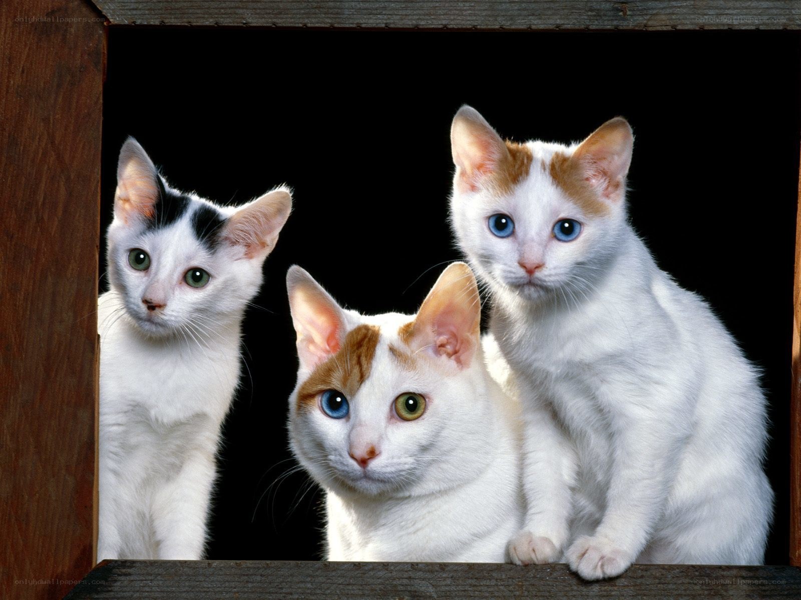 three kittens in a wooden box