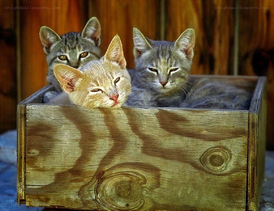 three kittens in a wooden box