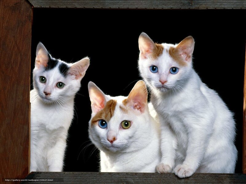 three kittens in a wooden box