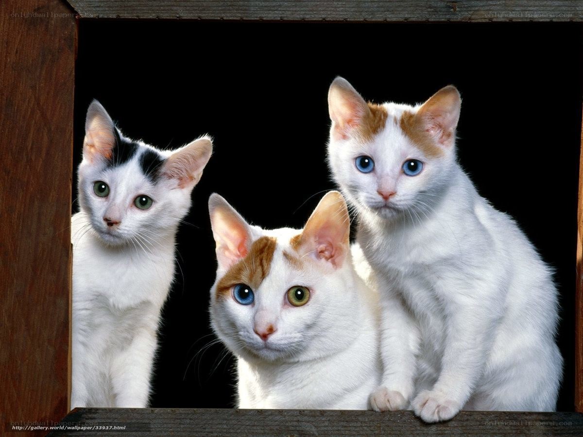 three kittens in a wooden box