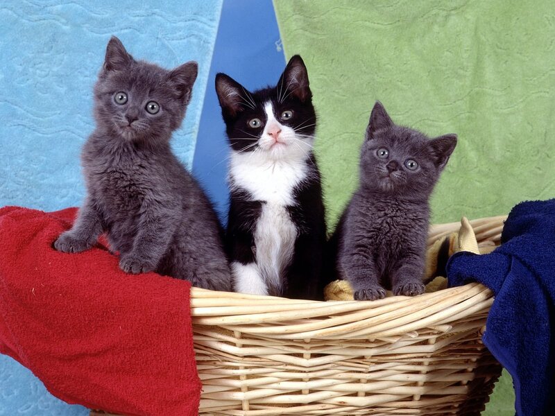 Three Kittens in Basket — Blue, Calm