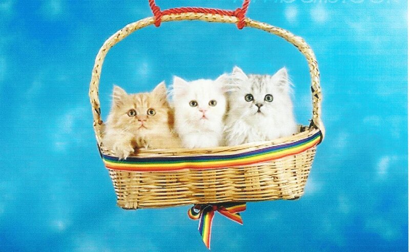 Three Kittens in Basket — Blue