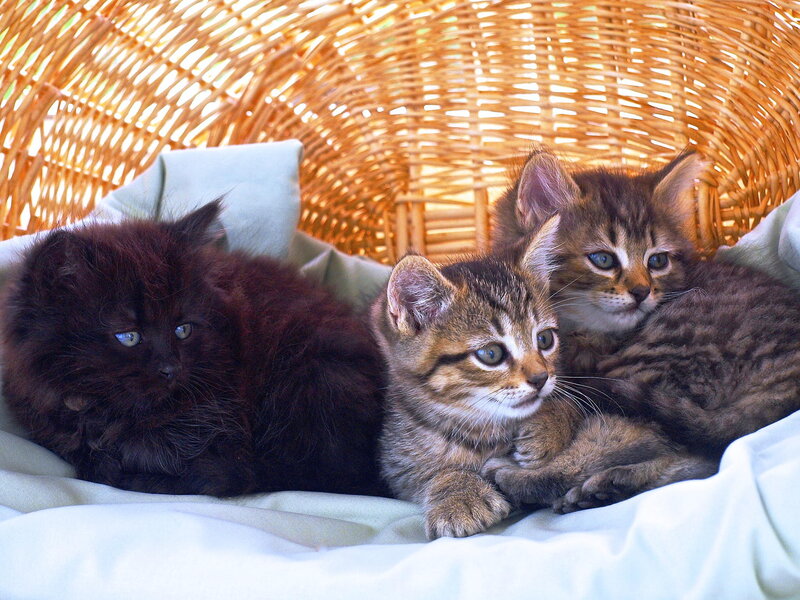 Three Kittens in Basket — Brown, Calm, Afternoon, Photograph