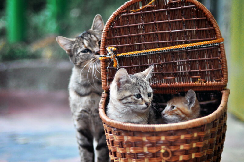 Three Kittens in Basket — Brown, Calm, Afternoon