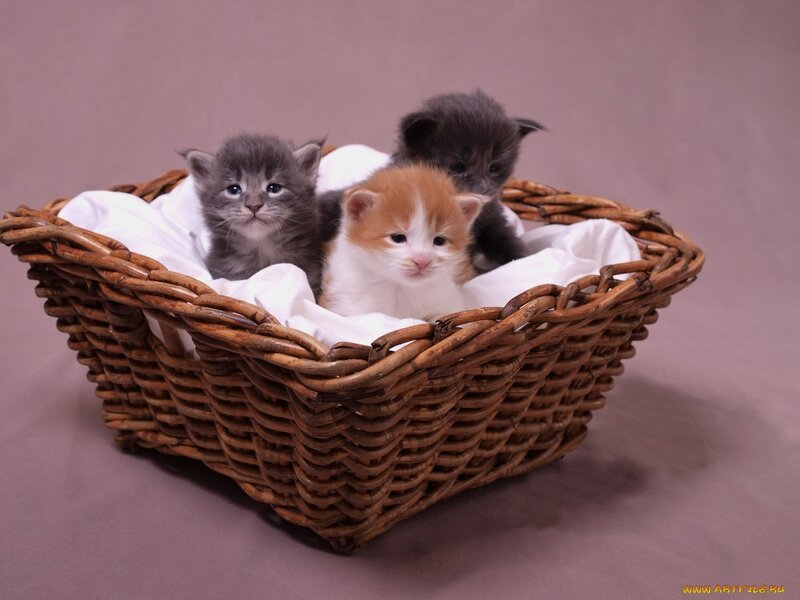 Three Kittens in Basket — Brown, Calm, Photograph, Blanket