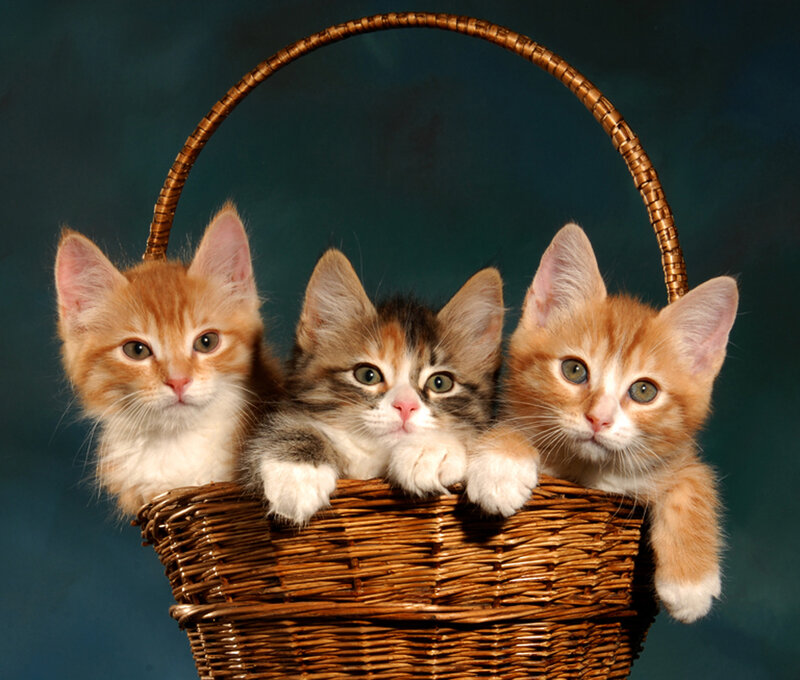 Three Kittens in Basket — Brown, Calm, Photograph, Blue Background