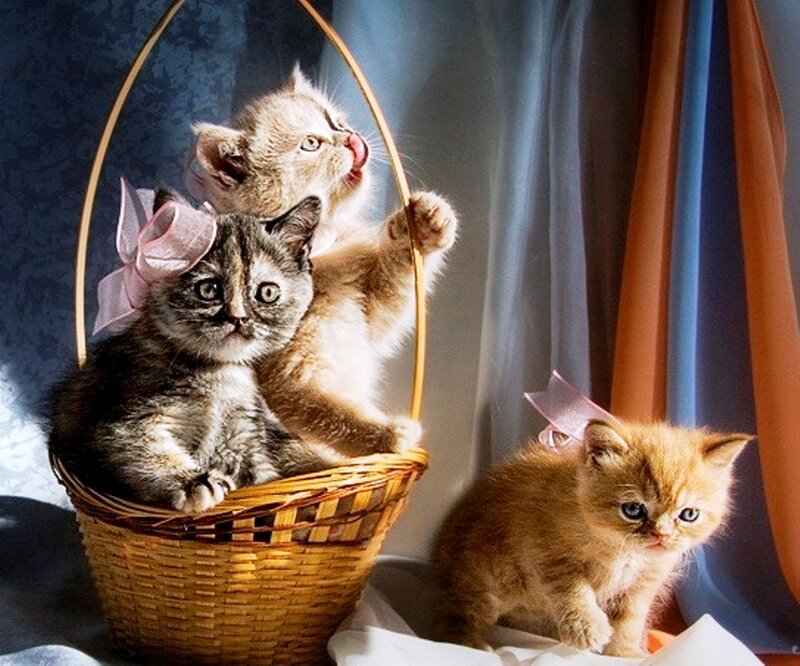 Three Kittens in Basket — Brown, Calm, Photograph