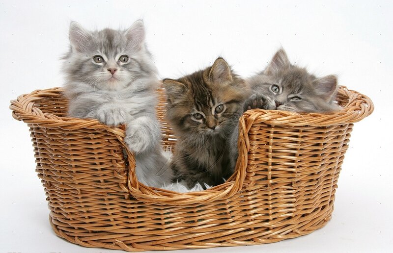 Three Kittens in Basket — Brown, Calm, Photograph, White Background