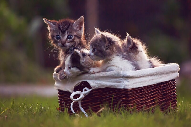 Three Kittens in Basket — Brown, Calm, Sunset