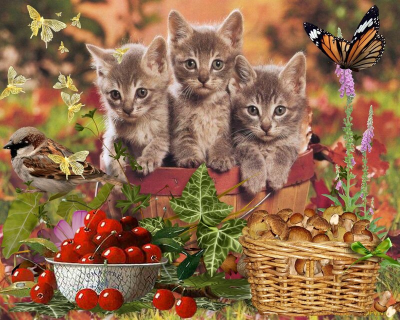 Three Kittens in Basket — Brown, Peaceful, Autumn, Photograph, Butterflies