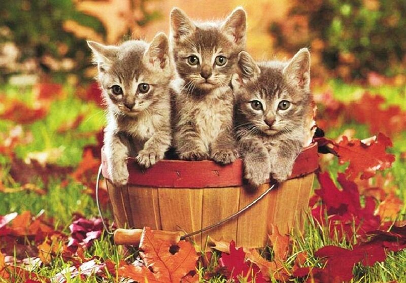 Three Kittens in Basket — Brown, Peaceful, Autumn, Photograph, Leaves, Grass