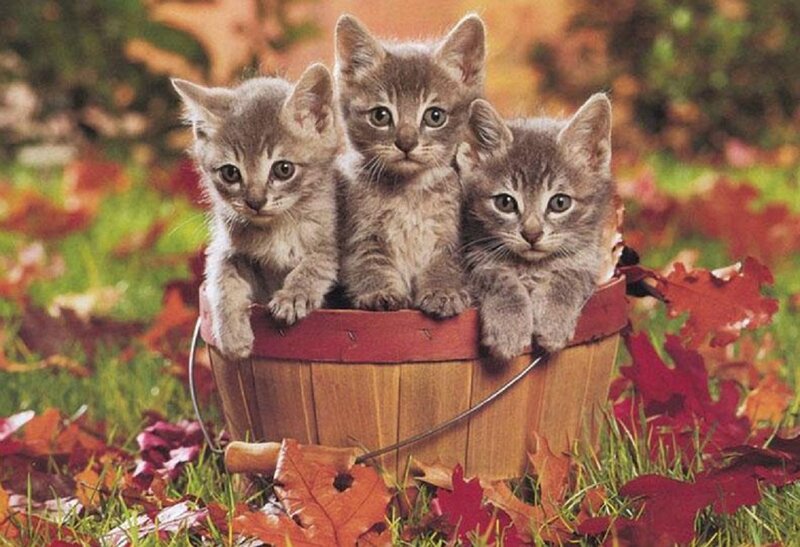 Three Kittens in Basket — Brown, Peaceful, Autumn