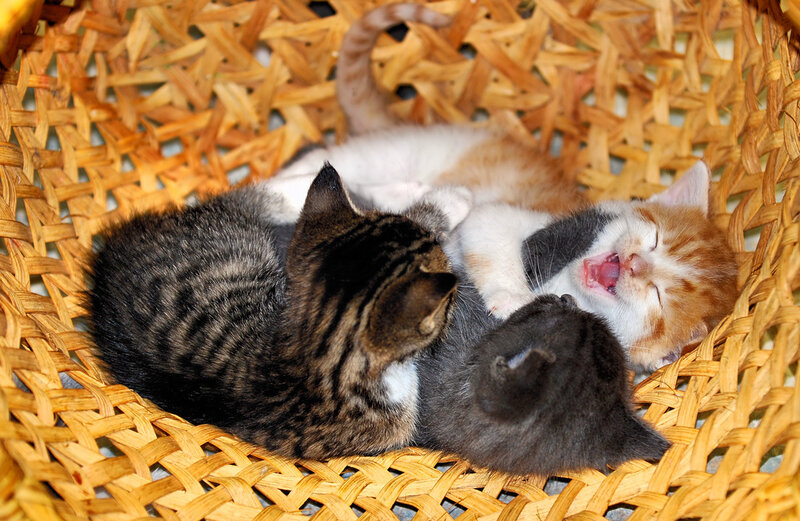 Three Kittens in Basket — Brown, Peaceful