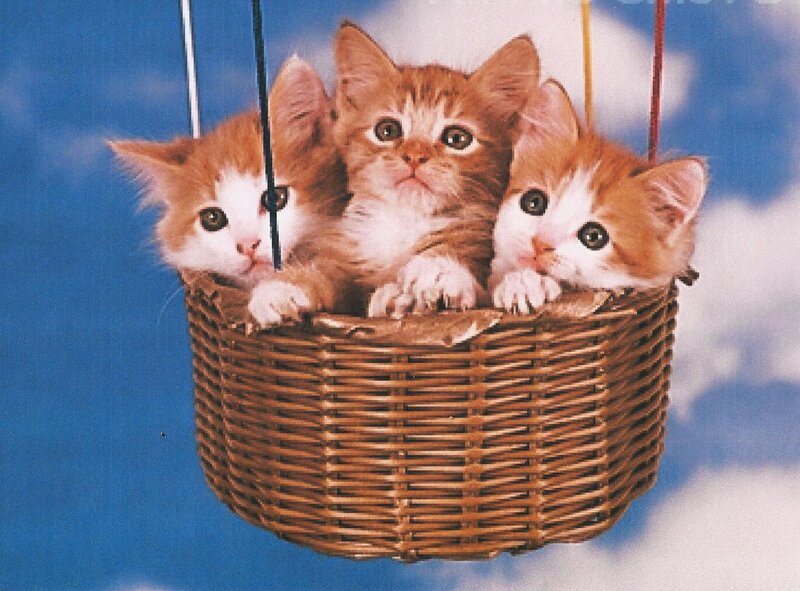 Three Kittens in Basket — Brown, Whimsical