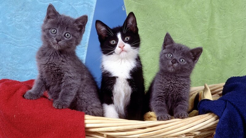 Three Kittens in Basket — Gray, Calm, Photograph