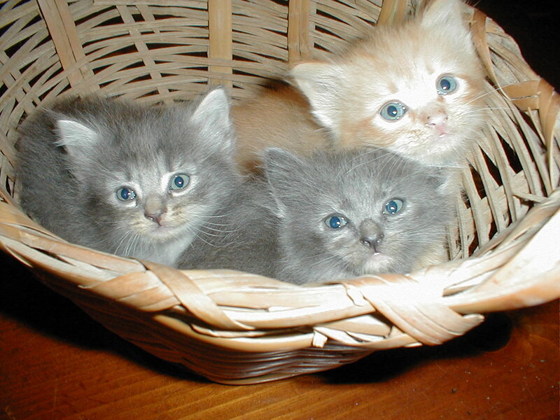 Three Kittens in Basket — Gray, Calm