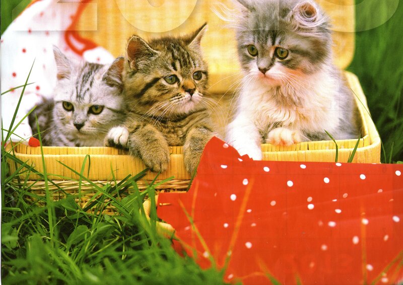 Three Kittens in Basket — Green, Calm