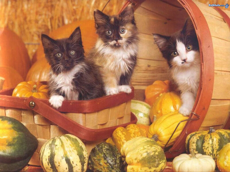 Three Kittens in Basket — Orange