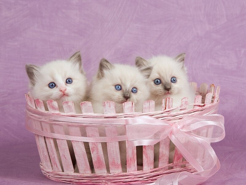 Three Kittens in Basket — Pink, Calm, Photograph, Ribbon