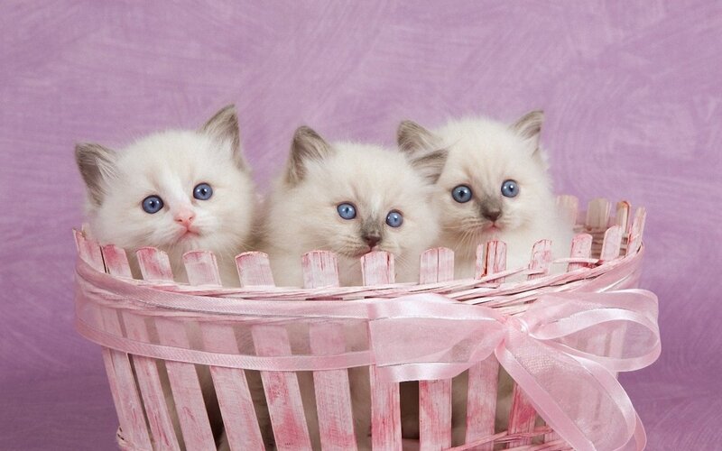 Three Kittens in Basket — Pink, Calm, Photograph