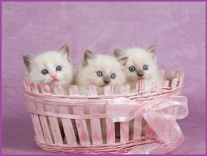 Three Kittens in Basket — Pink, Calm