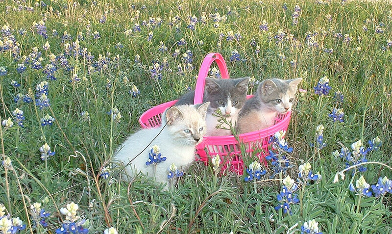 Three Kittens in Basket — Pink