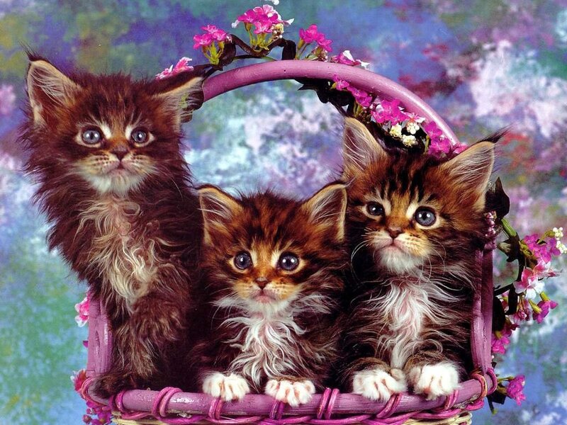 Three Kittens in Basket — Purple