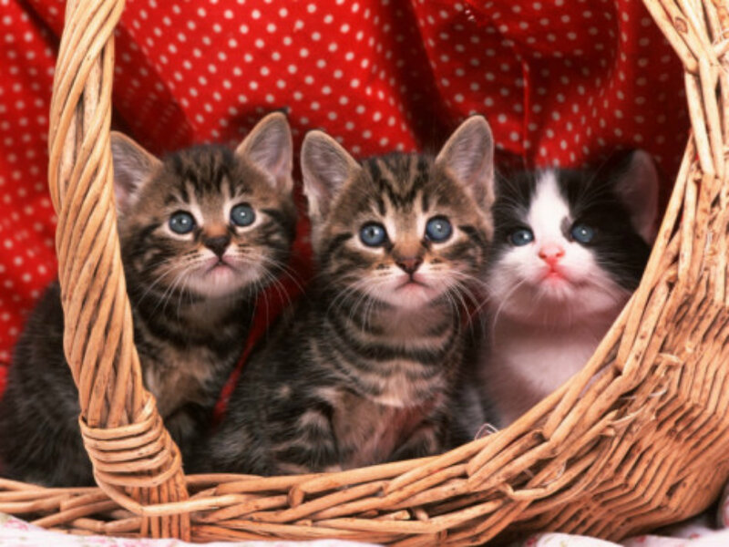 Three Kittens in Basket — Red, Innocent