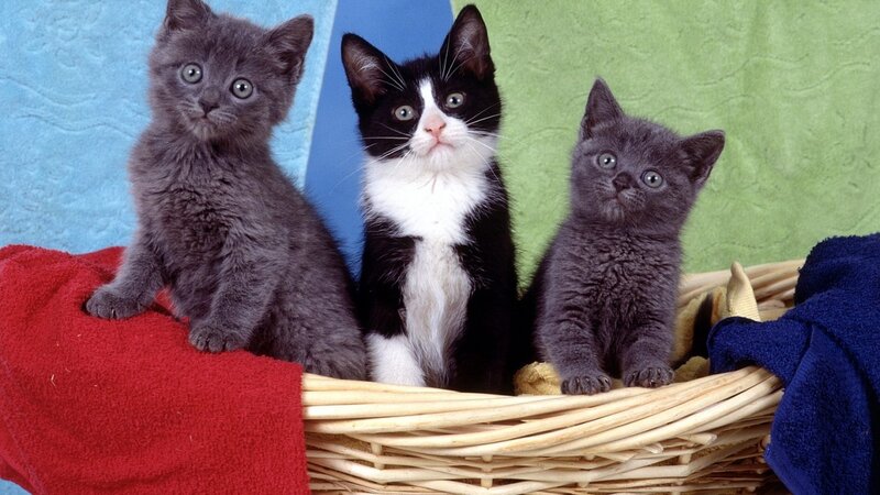 Three Kittens in Basket