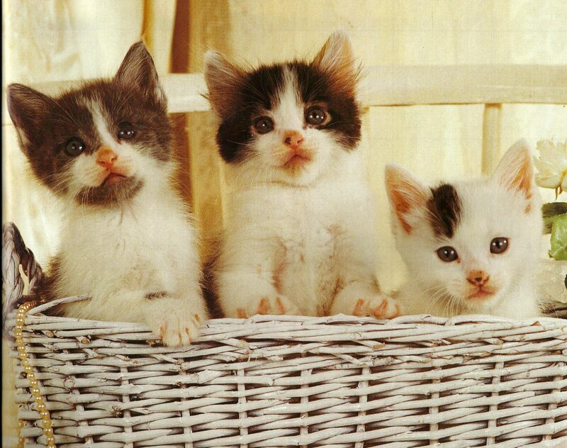 Three Kittens in Basket — White, Calm, Photograph, Flowers, Curtain