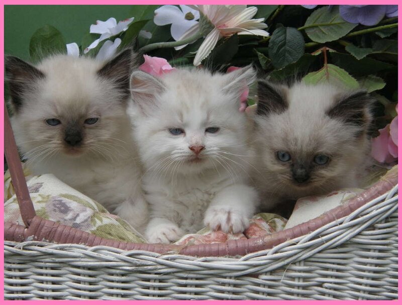 Three Kittens in Basket — White, Calm, Photograph, Flowers